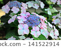 Hydrangea flowers like a kaleidoscope 141522914