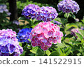 Hydrangea flowers like a kaleidoscope 141522915