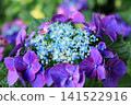 Hydrangea flowers like a kaleidoscope 141522916