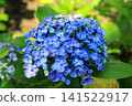 Hydrangea flowers like a kaleidoscope 141522917