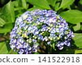 Hydrangea flowers like a kaleidoscope 141522918