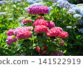 Hydrangea flowers like a kaleidoscope 141522919