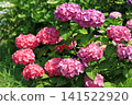 Hydrangea flowers like a kaleidoscope 141522920