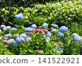 Hydrangea flowers like a kaleidoscope 141522921