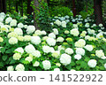 Hydrangea flowers like a kaleidoscope 141522922