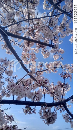 Cherry Blossoms Cherry Blossoms 141522935