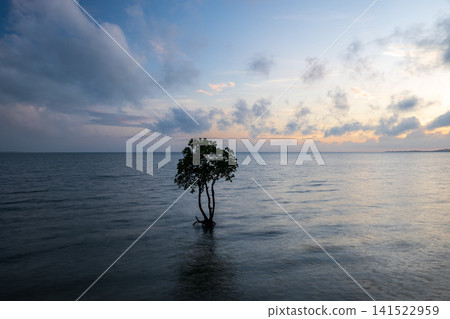 石垣島的性質 石垣島的性質 141522959