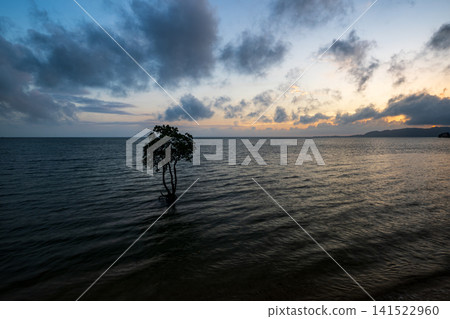 石垣島的性質 石垣島的性質 141522960