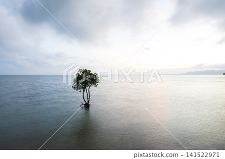 石垣島的性質 石垣島的性質 141522971