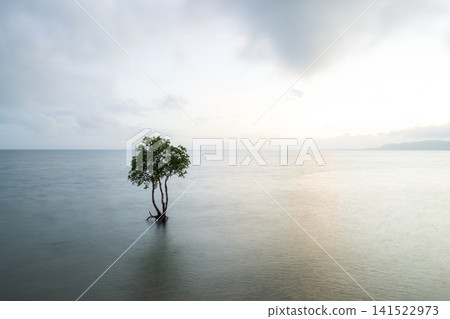 石垣島的性質 石垣島的性質 141522973