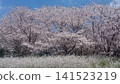 春天 141523219