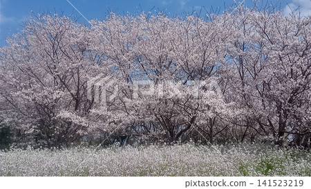Spring Spring 141523219