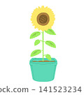 花盆裡的向日葵盛開 141523234