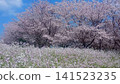 春天 141523235