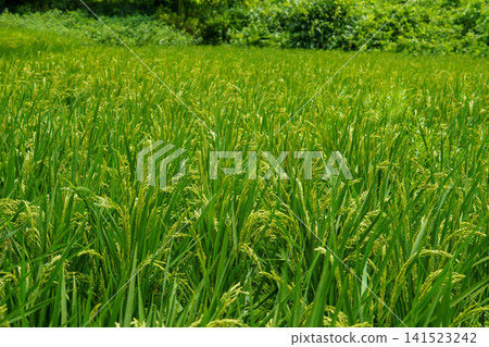 Rice paddies in midsummer where the rice stalks have already begun to droop. Rice paddies in midsummer where the rice stalks have already begun to droop. 141523242