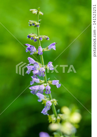 The flowers of the Scilla scilloides bloom in the forest in early summer. The flowers of the Scilla scilloides bloom in the forest in early summer. 141523251