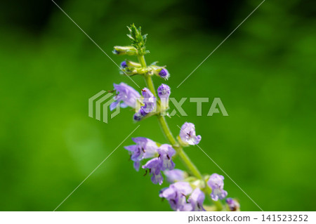 海蔥(Scilla scilloides)的花朵在初夏的森林中盛開。 海蔥(Scilla scilloides)的花朵在初夏的森林中盛開。 141523252