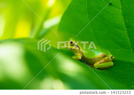 A tree frog resting in the shade of a leaf. 141523253