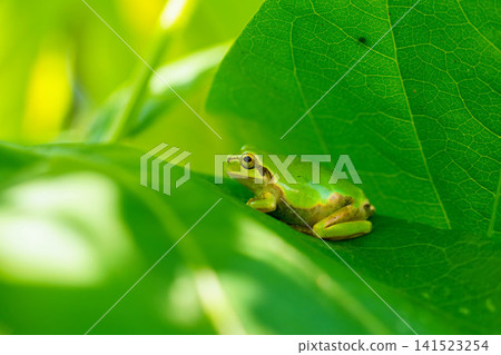 A tree frog resting in the shade of a leaf. A tree frog resting in the shade of a leaf. 141523254