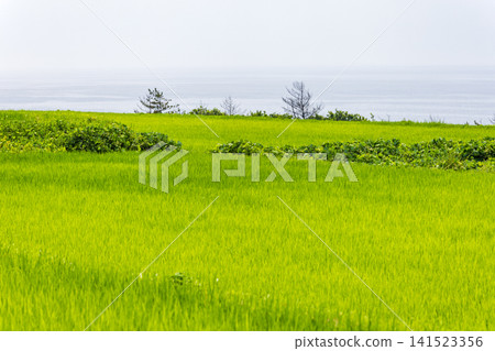 Rice paddies along the Sea of Japan coast of Sado Island Rice paddies along the Sea of Japan coast of Sado Island 141523356