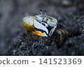 Fiddler crabs on the beach 141523369