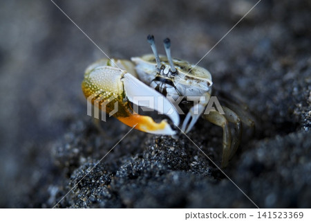 Fiddler crabs on the beach 141523369