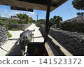 Buffalo car of Taketomi-jima 141523372