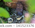 A small Shisa standing on a stone 141523376