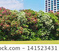 The vibrant pink and white oleander flowers stand out against the blue sky and lawn, alongside high-rise apartment buildings. 141523431