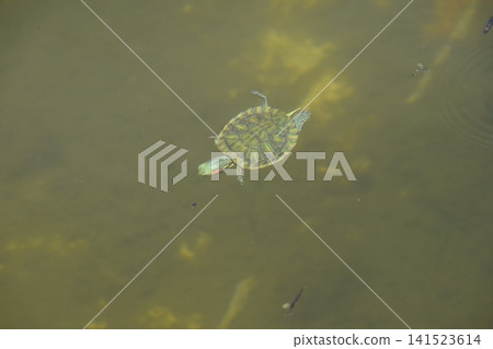 水產植物園水森 水產植物園水森 141523614