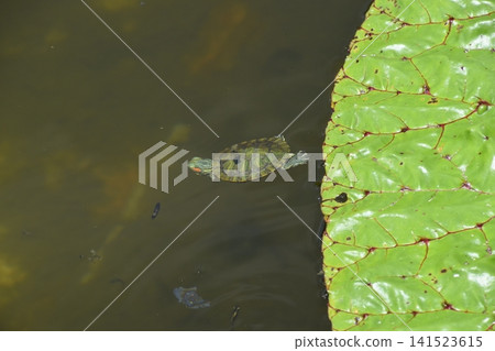 水產植物園水森 水產植物園水森 141523615