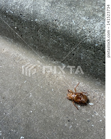 A cicada's exoskeleton lying on the asphalt. A cicada's exoskeleton lying on the asphalt. 141523734