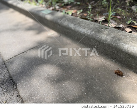 A cicada's exoskeleton lying on the asphalt. A cicada's exoskeleton lying on the asphalt. 141523739