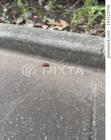 A cicada's exoskeleton lying on the asphalt. A cicada's exoskeleton lying on the asphalt. 141523746