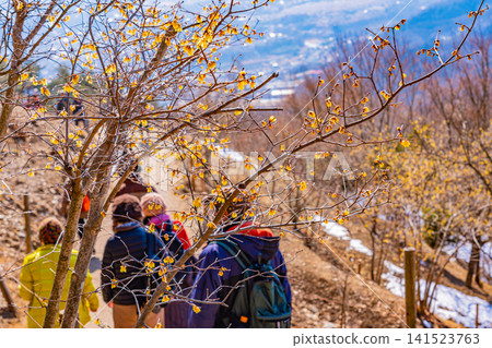 【埼玉縣】長瀞/寶度山:步道旁的冬茉莉 【埼玉縣】長瀞/寶度山:步道旁的冬茉莉 141523763