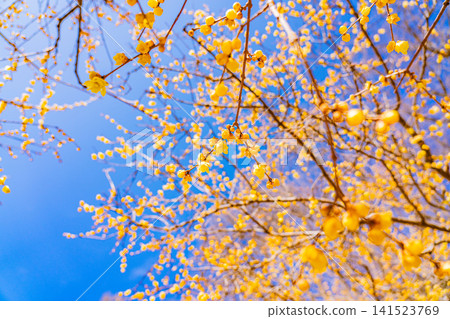 [Saitama Prefecture] Nagatoro/Hodosan Mountain: Winter jasmine along the walking trails 141523769