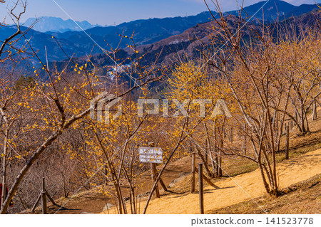 [Saitama Prefecture] Nagatoro/Hodosan Mountain: Winter jasmine along the walking trails 141523778