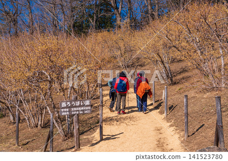 【埼玉縣】長瀞/寶度山:步道旁的冬茉莉 【埼玉縣】長瀞/寶度山:步道旁的冬茉莉 141523780