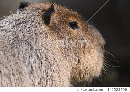 Capybara 141523796