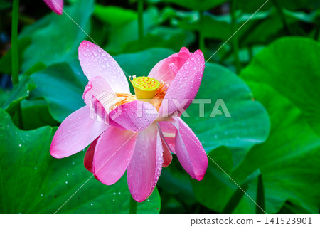 Lotus flowers at Chusonji Temple after the rain Lotus flowers at Chusonji Temple after the rain 141523901