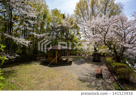 Cherry blossom scenery at Jagatani Park (Tamana City) Cherry blossom scenery at Jagatani Park (Tamana City) 141523938