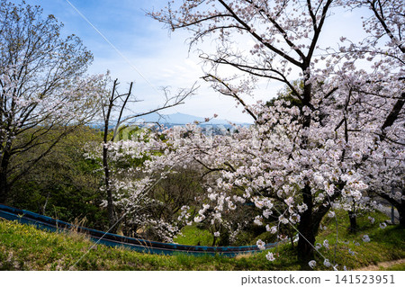 Cherry blossom scenery at Jagatani Park (Tamana City) Cherry blossom scenery at Jagatani Park (Tamana City) 141523951