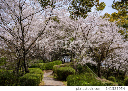 Cherry blossom scenery at Jagatani Park (Tamana City) Cherry blossom scenery at Jagatani Park (Tamana City) 141523954