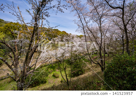 蛇谷公園的櫻花景色(玉名市) 蛇谷公園的櫻花景色(玉名市) 141523957