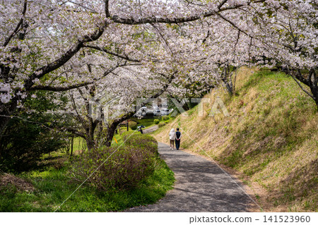 Cherry blossom scenery at Jagatani Park (Tamana City) Cherry blossom scenery at Jagatani Park (Tamana City) 141523960