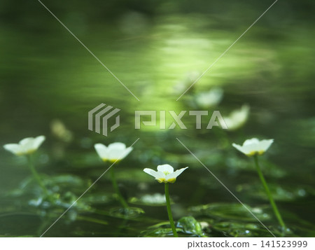 白水毛茛花 白水毛茛花 141523999