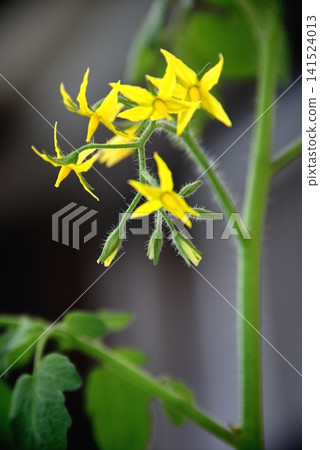 Yellow tomato flowers 141524013
