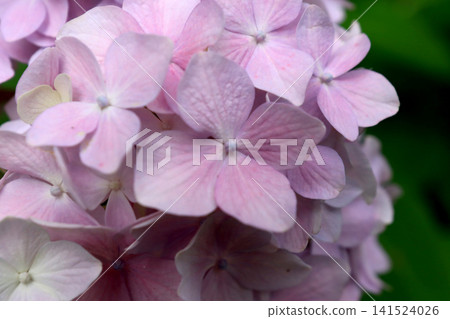 Hydrangea flower Hydrangea flower 141524026