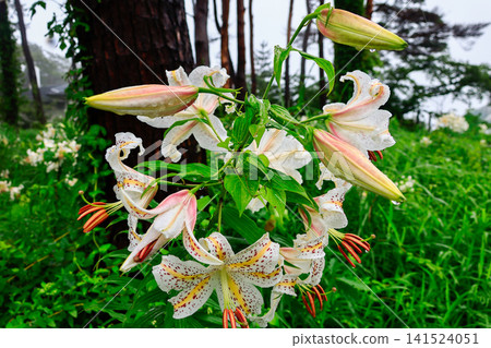Lilies on a rainy day 141524051