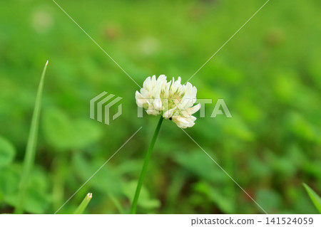  白花 141524059